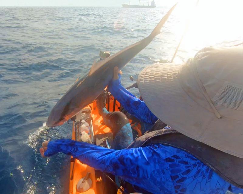 Releasing an Amberjack