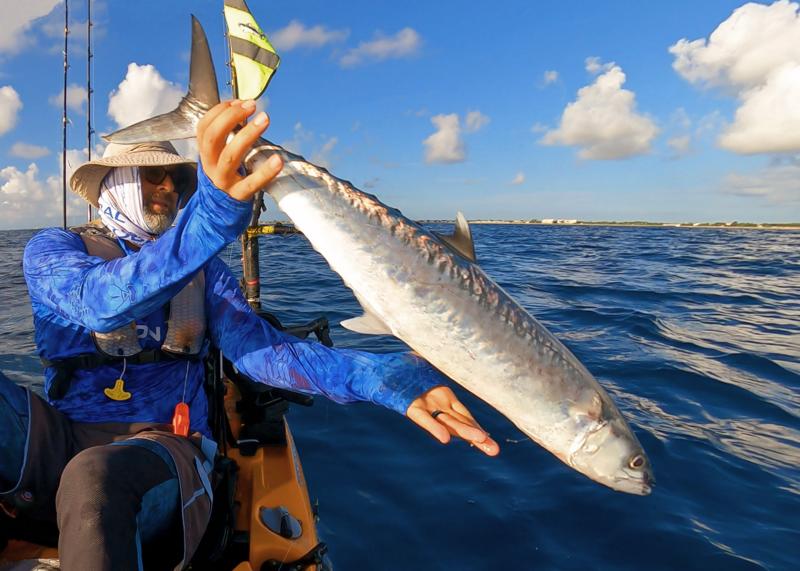 Releasing a King Mackerel