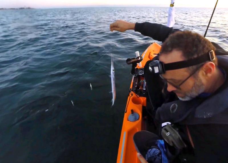 Doubleheader of Needlefish while Sabiki Baitfishing.